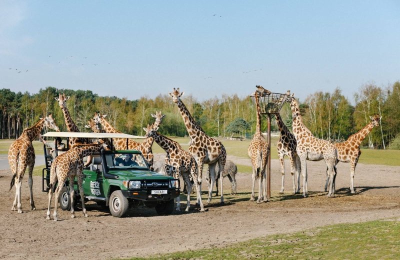 Safaripark giraffen gamedrive savanne beekse bergen